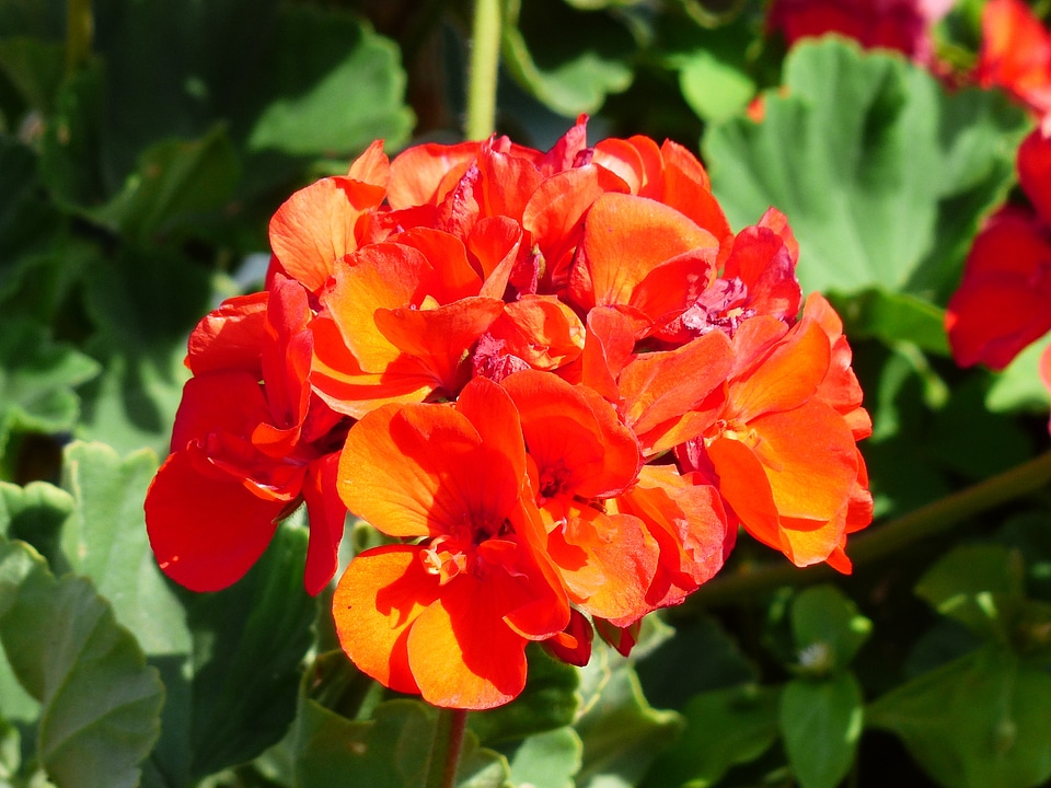Balcony plant container plant noble pelargonium