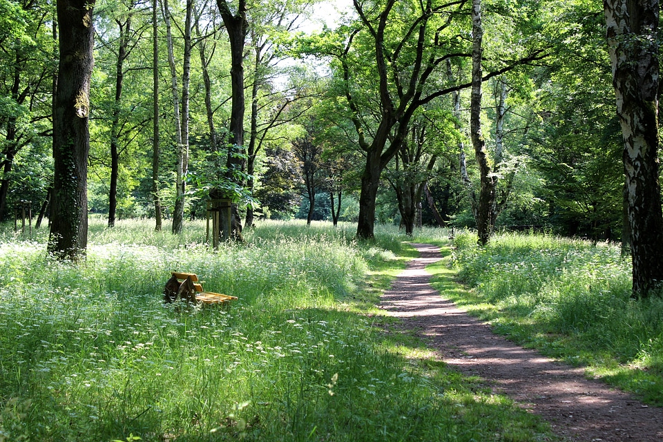 Idyll spring forest