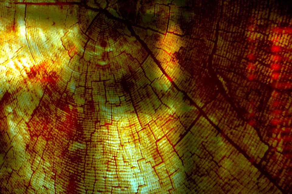 Tree Telling Time