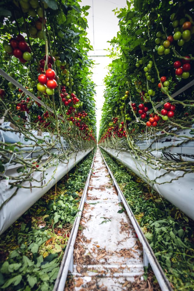 Mega Glasshouse For Tomatoes And Pepper