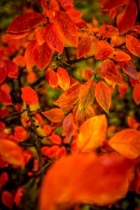 Red And Orange Autumn Leaves Background