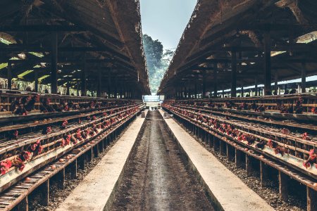 Chickens In The Cage On Chicken Farm Chicken Eggs Farm photo