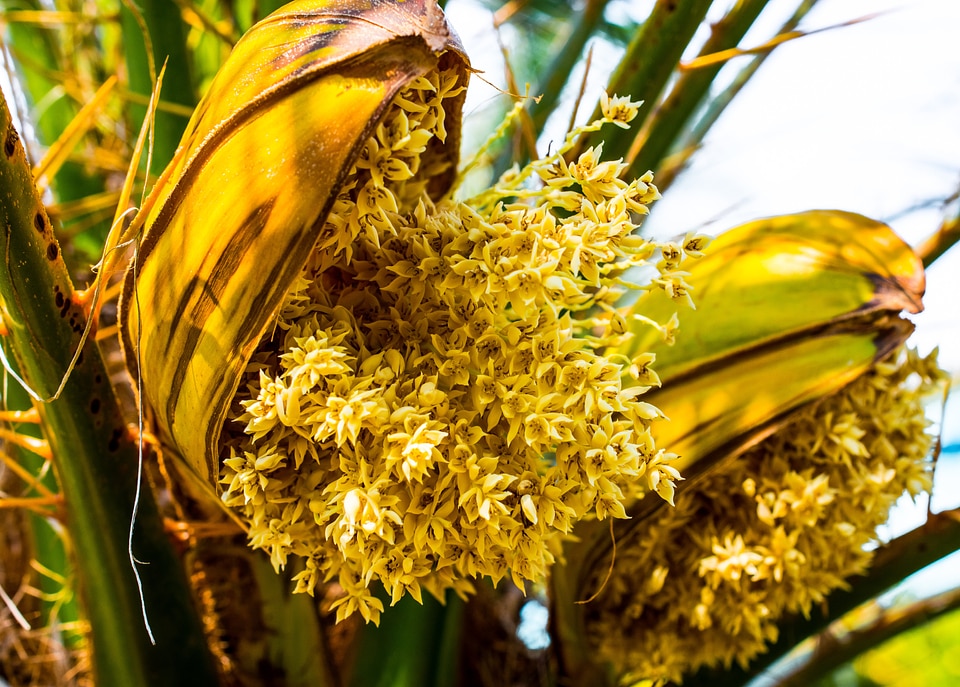 Palm blossom palm thorn blossom palm green