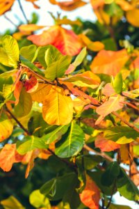 Red Green Orange Autumn Leaves Background Tropical Leaves Background Bali Island Indonesia