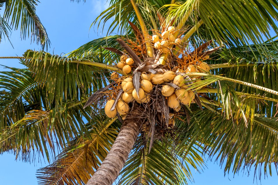 Coconuts On A Coconut Palm Bali Island