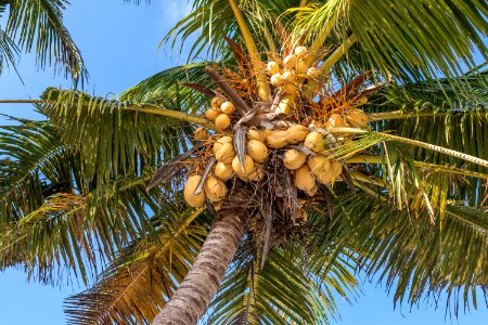 Coconuts On A Coconut Palm Bali Island photo