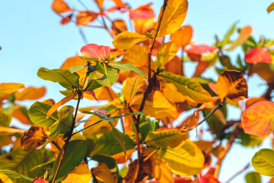 Red Green Orange Autumn Leaves Background Tropical Leaves Background Bali Island Indonesia