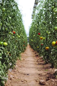 Harvest Fresh Bio Tomato At Glasshouse