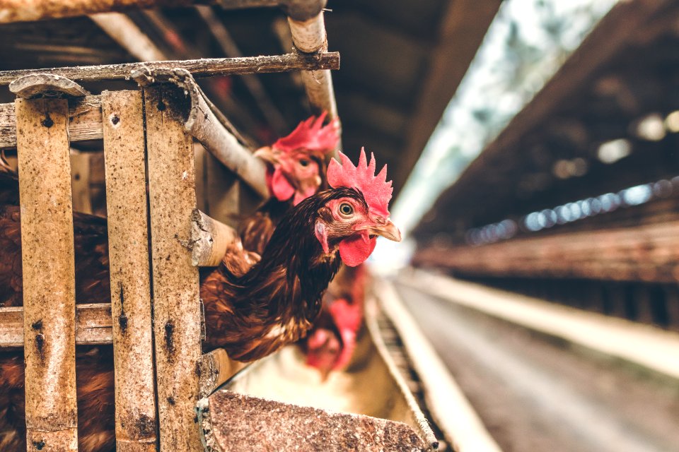 Chickens In The Cage On Chicken Farm Chicken Eggs Farm