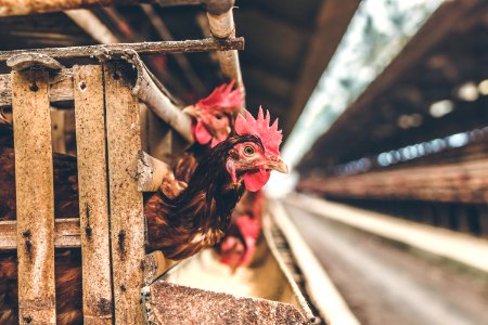 Chickens In The Cage On Chicken Farm Chicken Eggs Farm