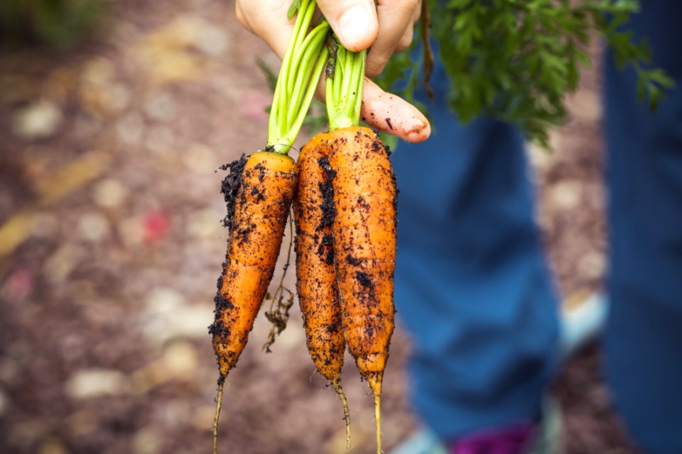 Urban Gardening Vegetable Harvest Crop
