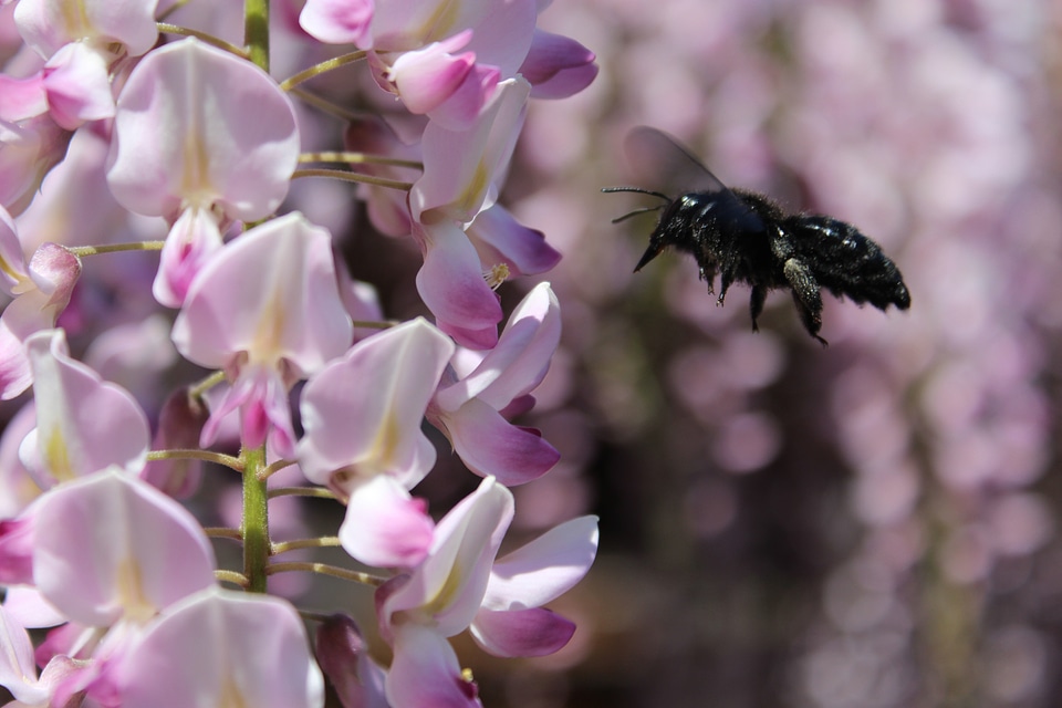 Xylocopa wisteria approach