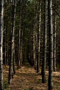 Ecosystem Spruce Fir Forest Tree Woodland photo