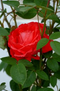 Rose Rose Family Flower Floribunda photo