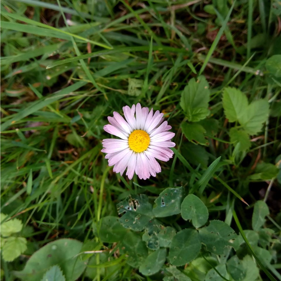 Flower Plant Flora Daisy Family