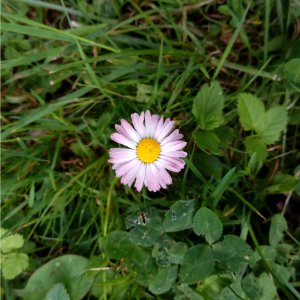 Flower Plant Flora Daisy Family photo