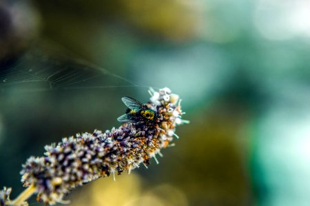 Focus Photography Of Fly On Flower photo