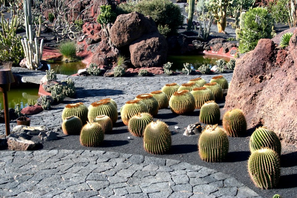 Plant Cactus Garden Flowering Plant