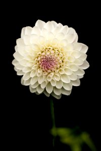 White Petaled Flower