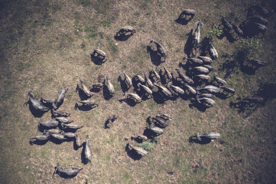 Aerial Shot Animals