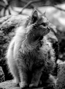 Grayscale Photo Of Cat