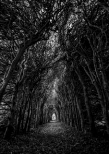 Trees In Grayscale Photography photo