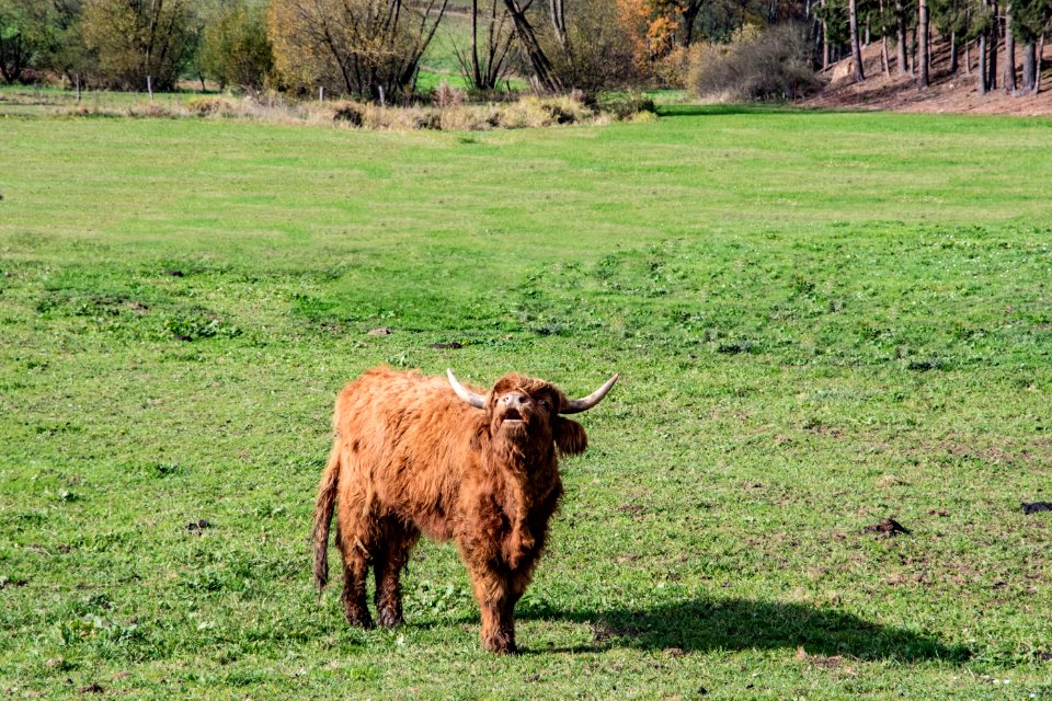 Cattle Like Mammal Grassland Pasture Highland