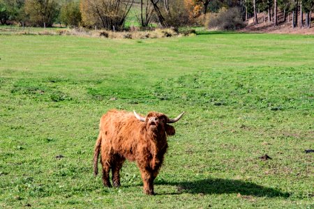 Cattle Like Mammal Grassland Pasture Highland photo