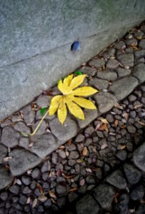 Plant Road Surface Asphalt Flower photo