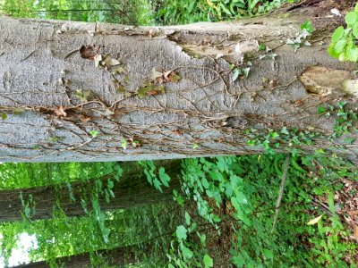 Plant Tree Terrestrial Plant Trunk