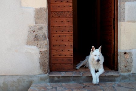 Dog Carnivore Dog Breed Door photo