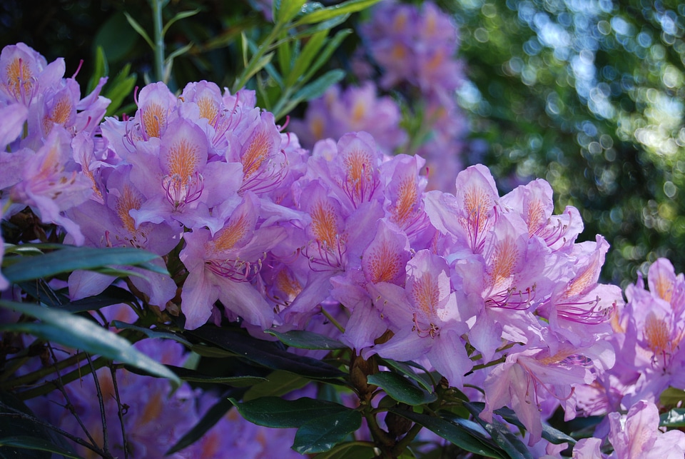 Floral rhododendron close-up