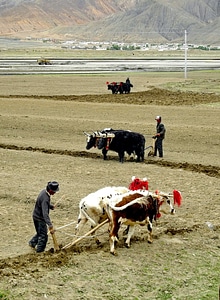 Plow plowing ceremonial dress