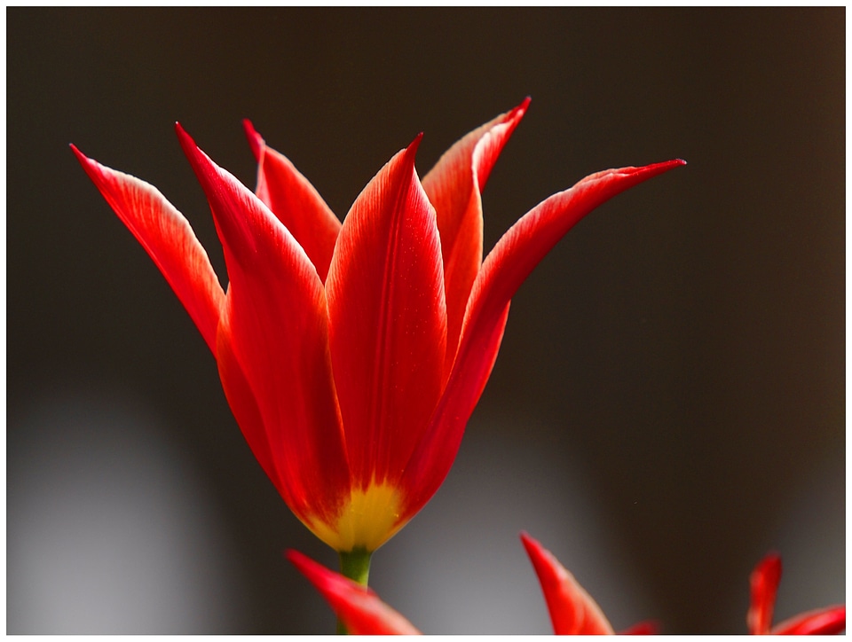Red flower summer flower
