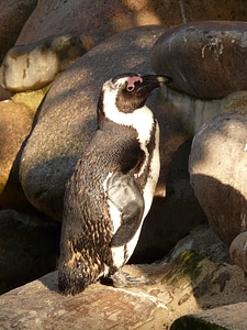 Zoo cold waddle