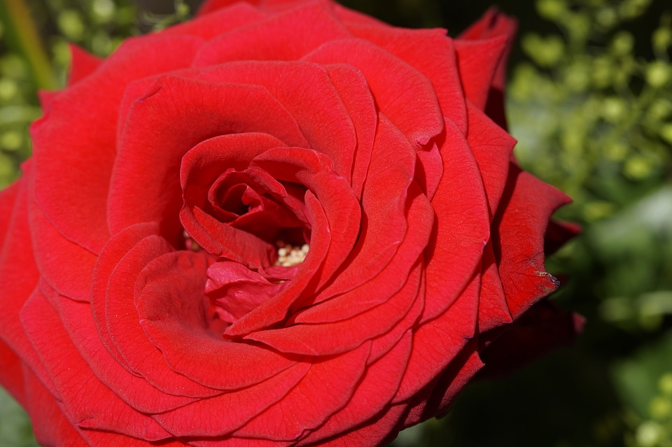 Flower red blossom
