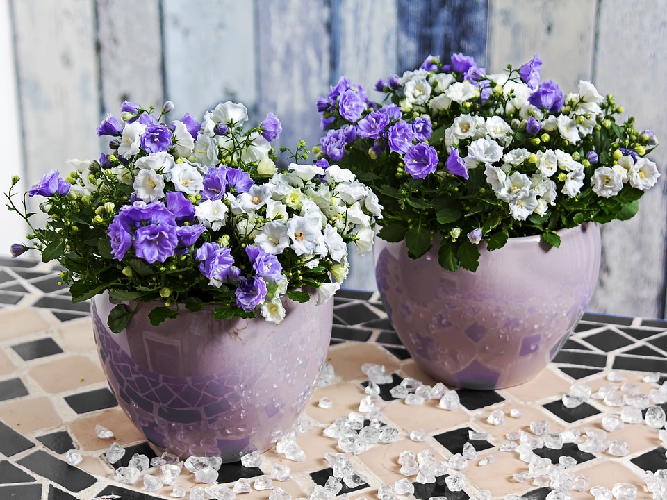 White flora fauna