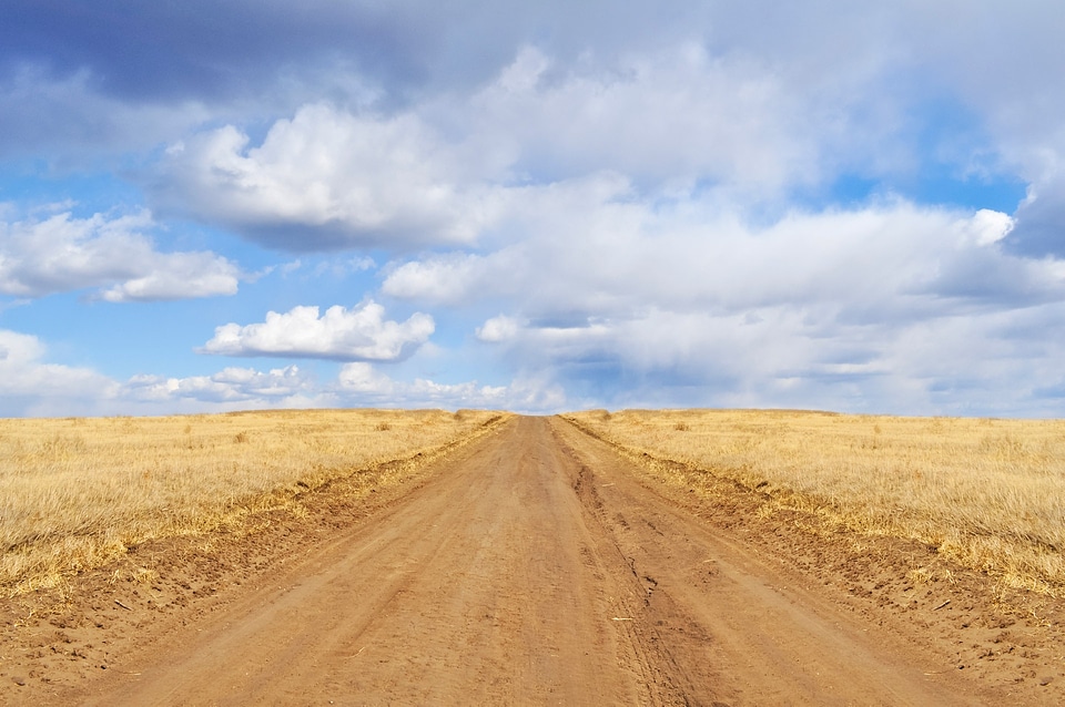 Yellow field grass