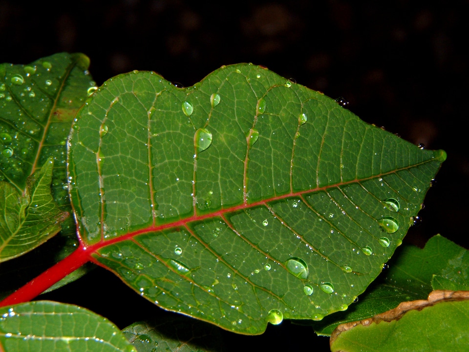 Leaf rain wet