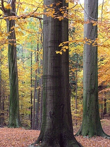 Nature october fall foliage photo