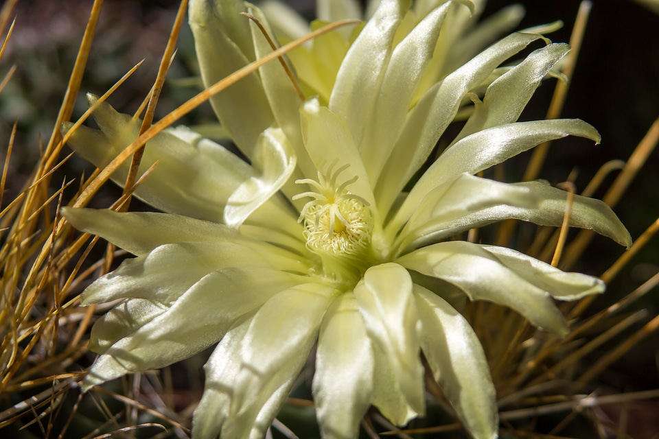 Sting plant prickly photo