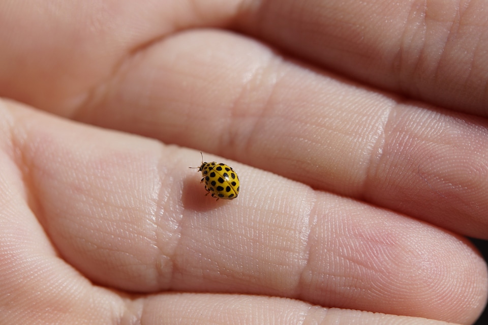 Twenty-two-spotted lady beetle psyllobora vigintiduopunctata coccinellidae