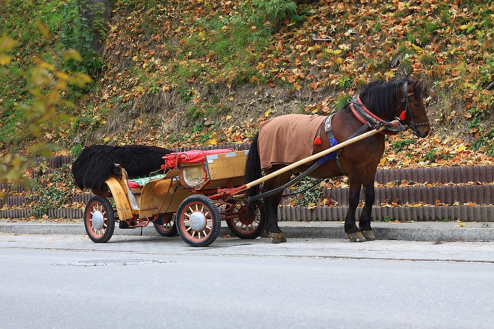 Carriage animal fall