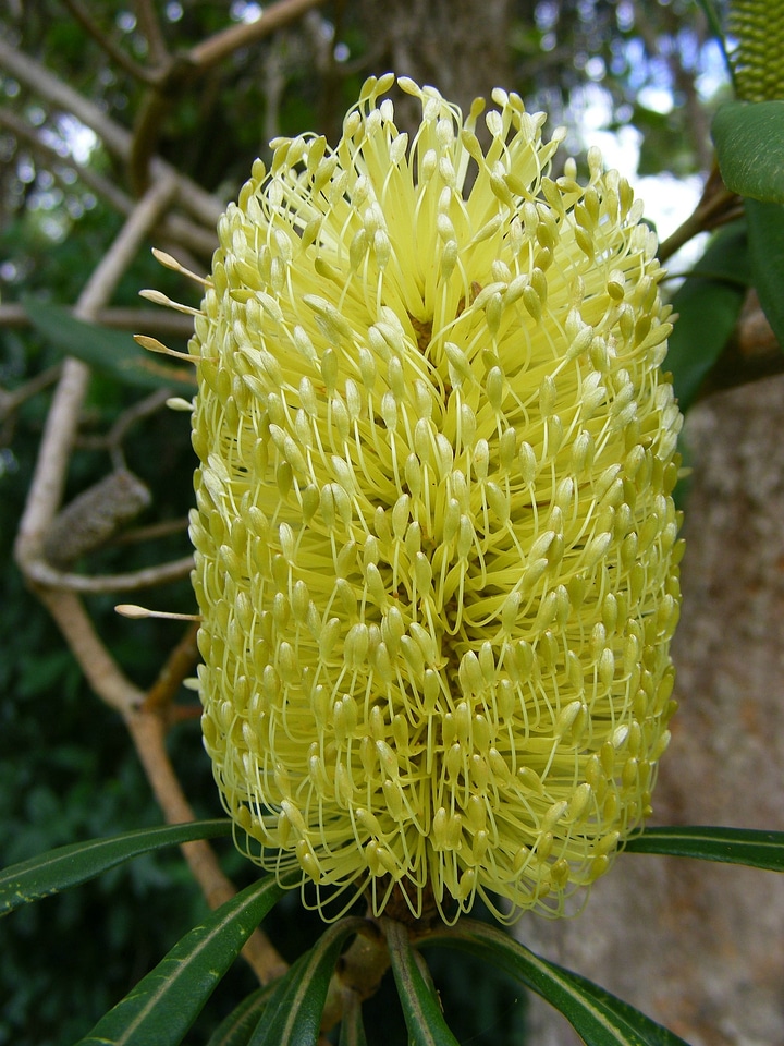 Bloom yellow australian