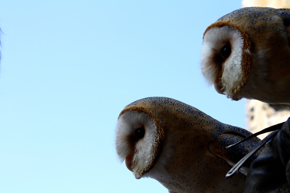 Birds of prey birds couple