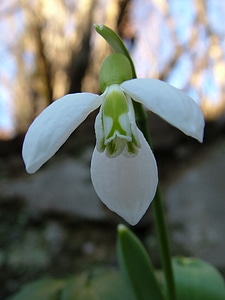 Flowers plant white