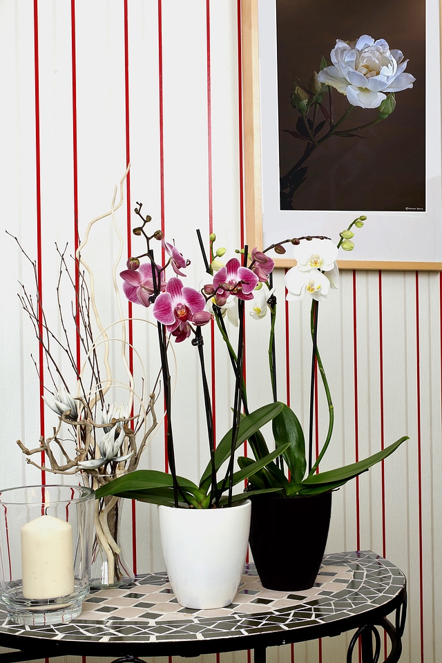 Butterfly orchid blossom bloom