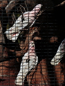 Captivity cage grid photo