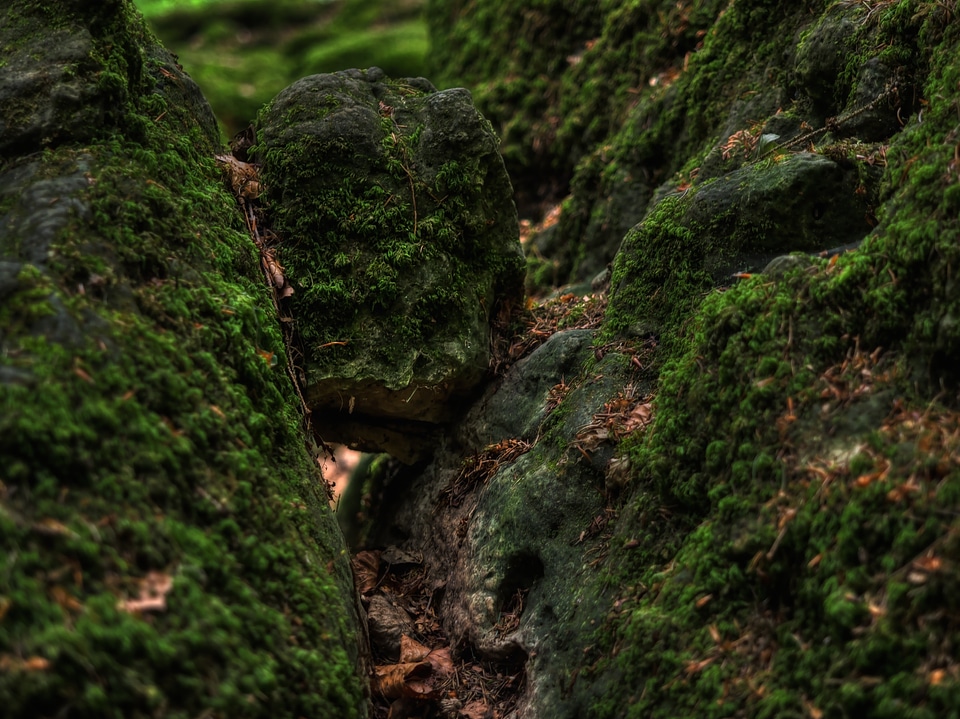 Green bemoost nature