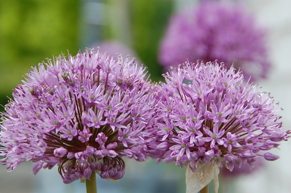 Flower garden nature